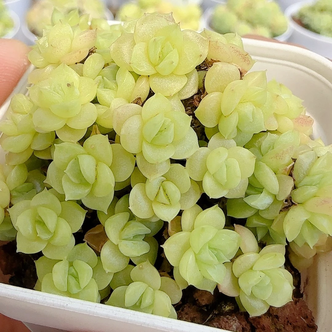 【闪购商品】0802-81