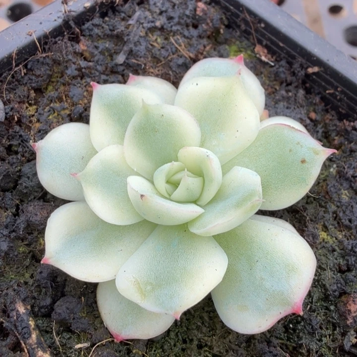 侧影锦腹轮锦一刻的