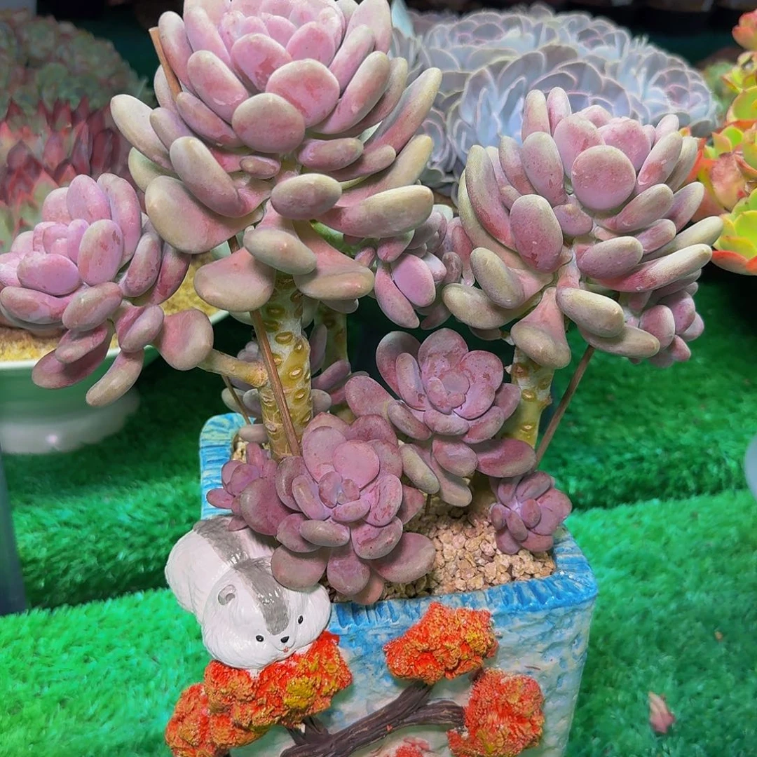 多肉植物不带盆发货