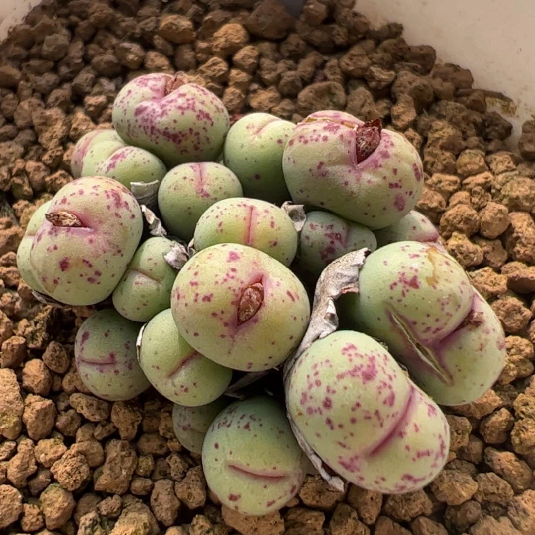 【闪购商品】351    