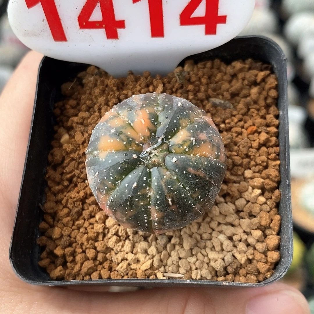 1414兜锦系列产品福利