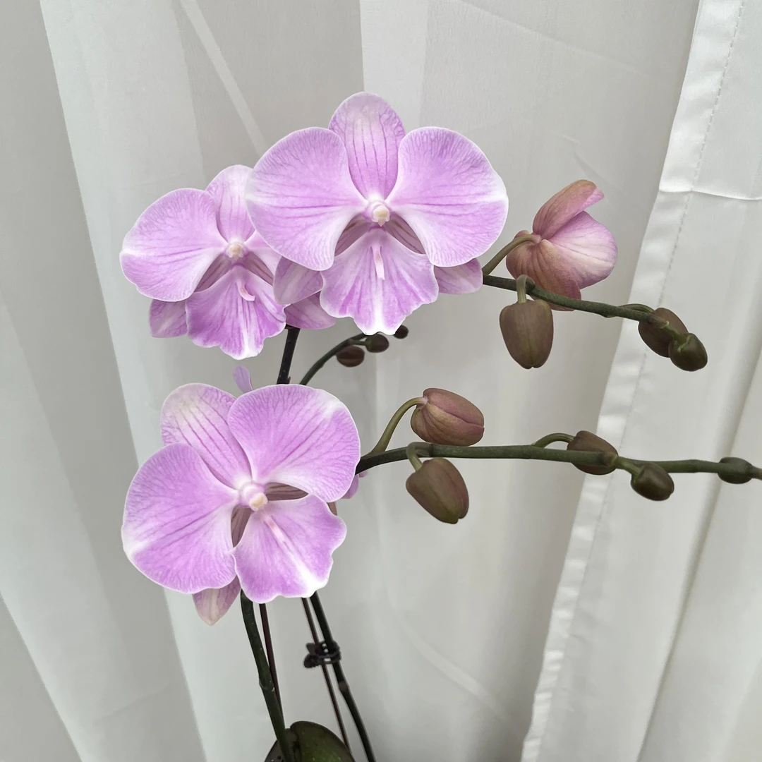 【钜宝天仙】开花温柔粉嫩大花型 梦幻仙气 桌面客厅 新疆基地