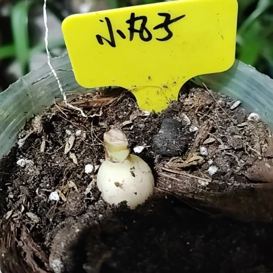 樱桃小丸子主球1.9