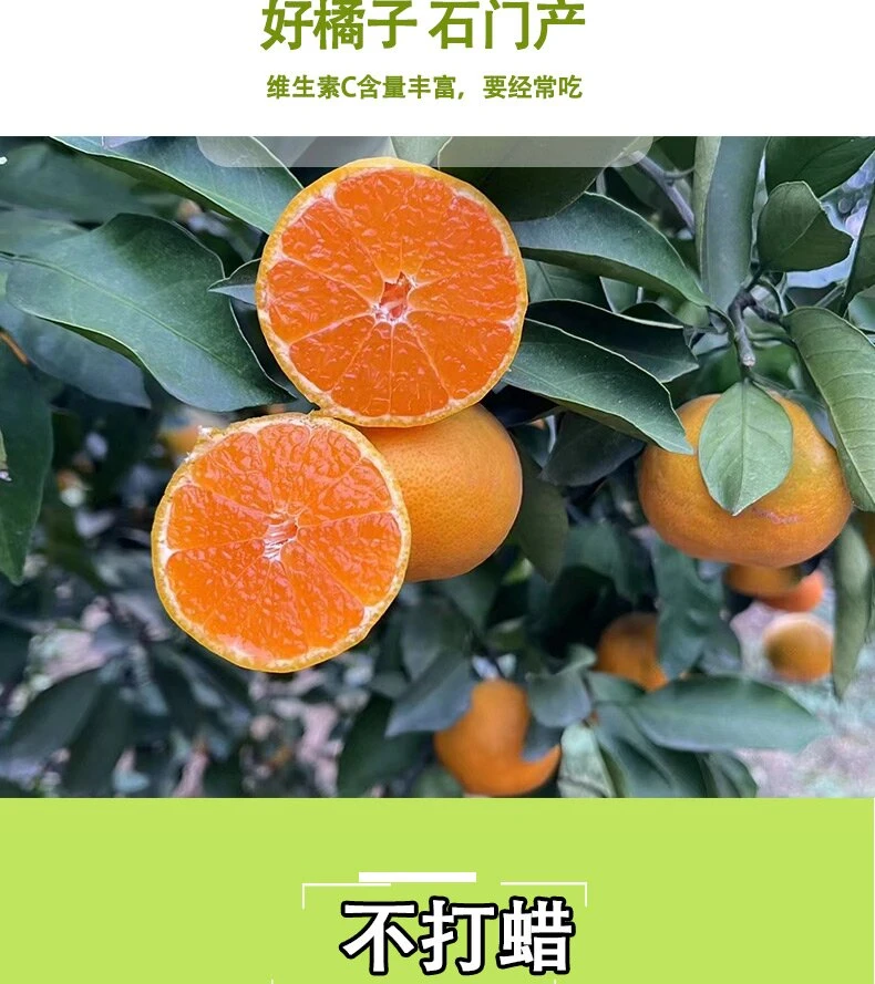 正宗石门秀坪蜜桔  酸甜多汁 顺丰包邮