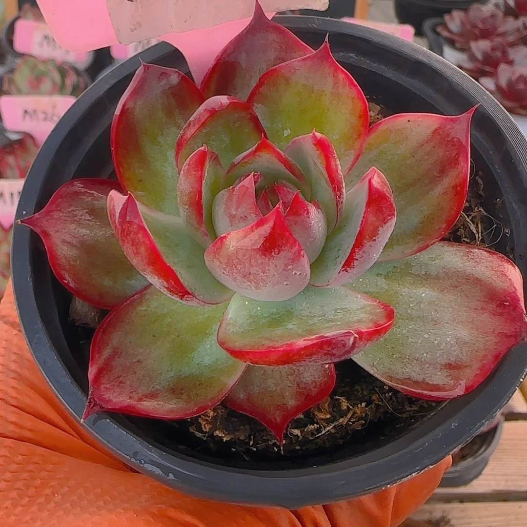 诚****麻V25 惊鸿仙子多肉植物