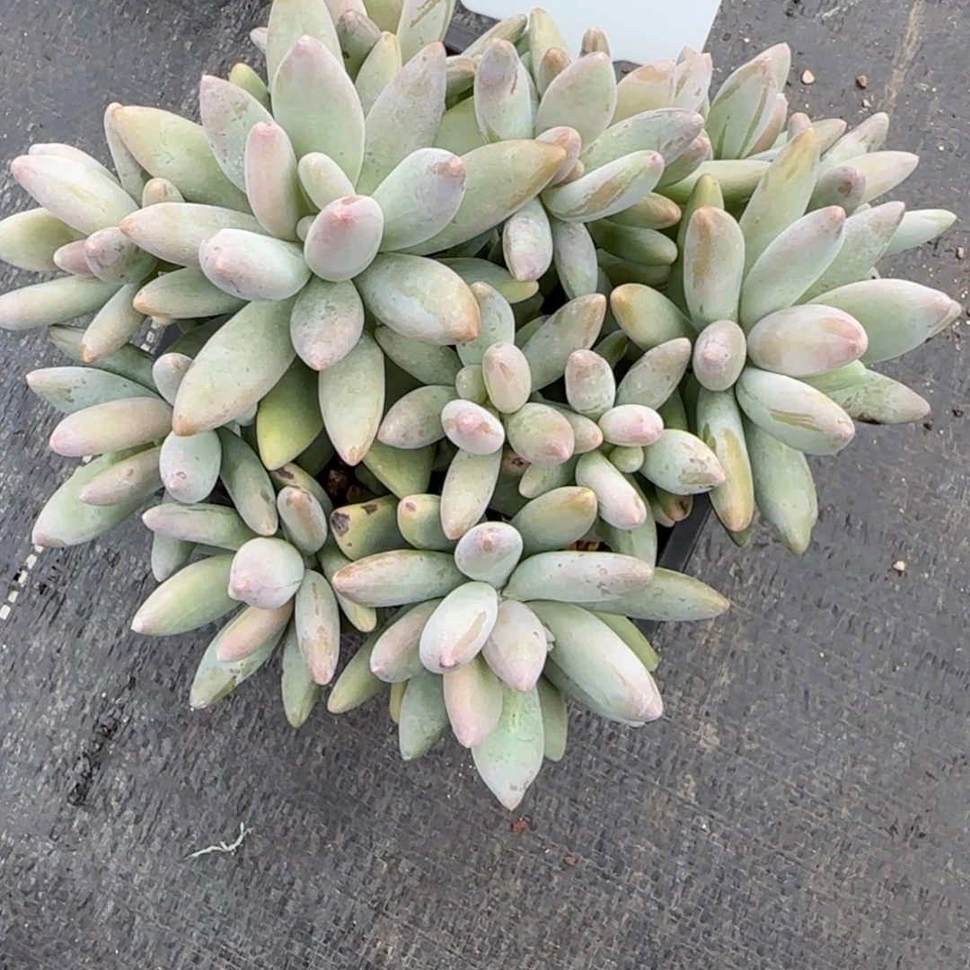 一物一拍白兰地多头38
