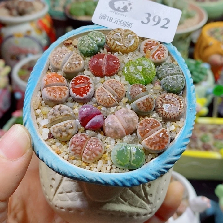 生石花花花花花花花392