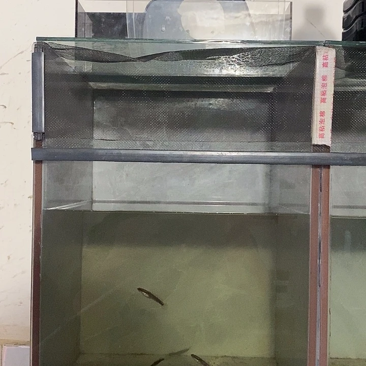 龙鱼4雷龙鱼观赏鱼包邮