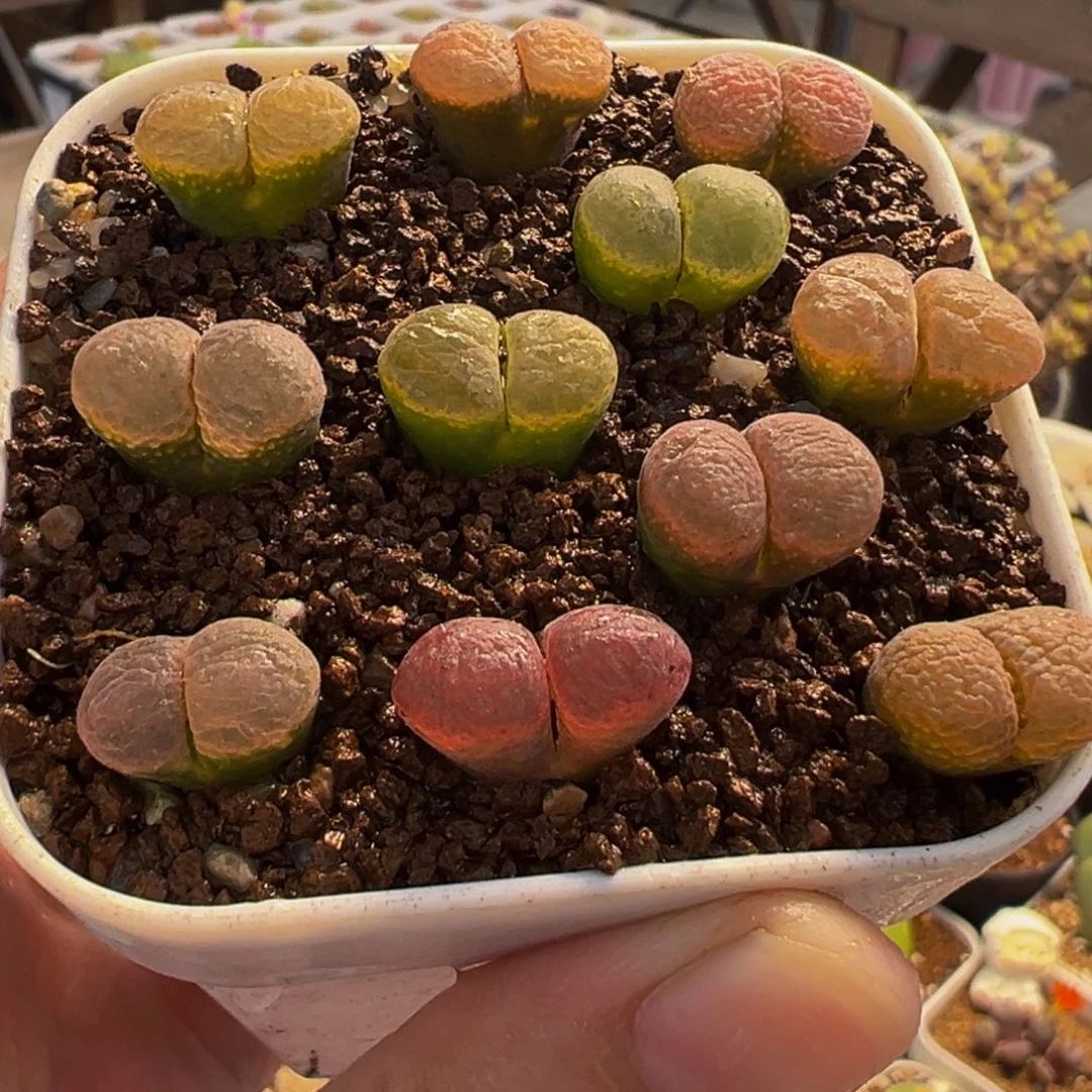 254多肉植物种类和