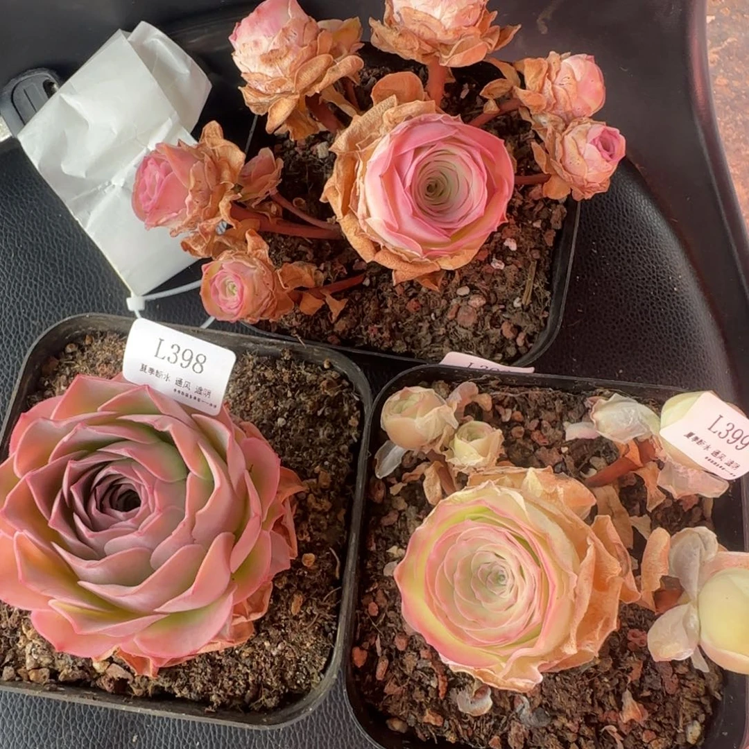 L396仙帕L399仙帕L398绒宵