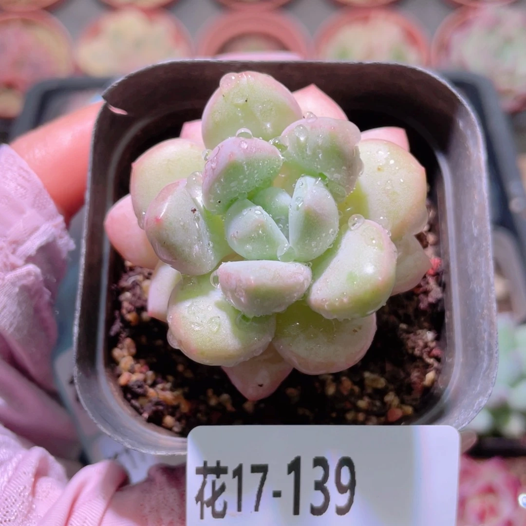 花利美17-139泡泡糖