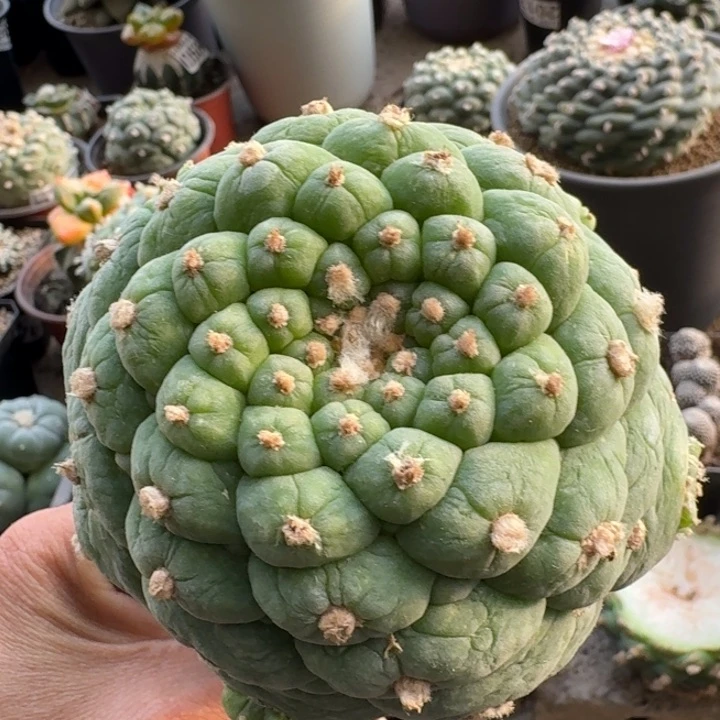 171皱尤古田呗仙人球