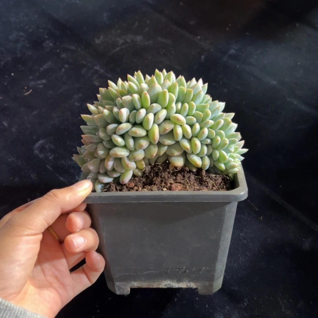 妙*新年快乐 新年快乐