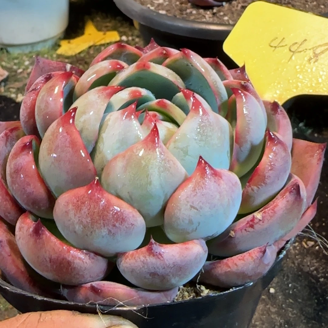 惊鸿一物一拍包装收缩花旱448