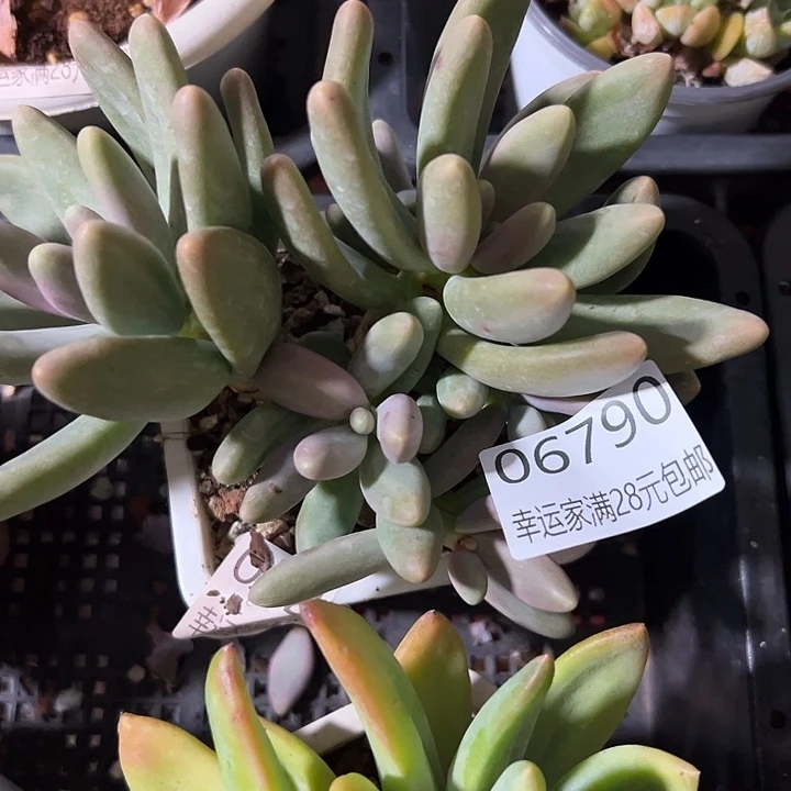 幸运的是我还在努力地