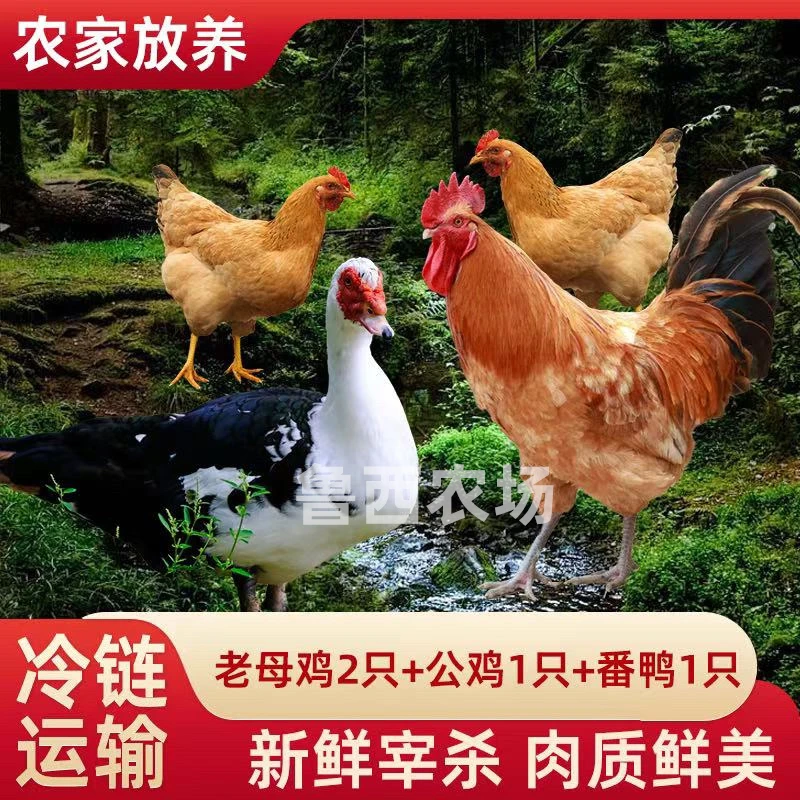 【中秋佳节】组合装2只2年母鸡+赠1只公鸡+赠1只番鸭共4只净重11斤