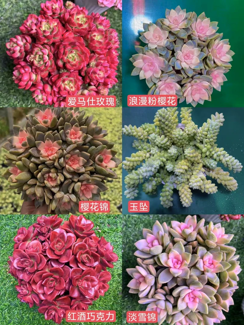 HS28-20满满一大箱 云南多肉基地直发 带盆带土 新手好养