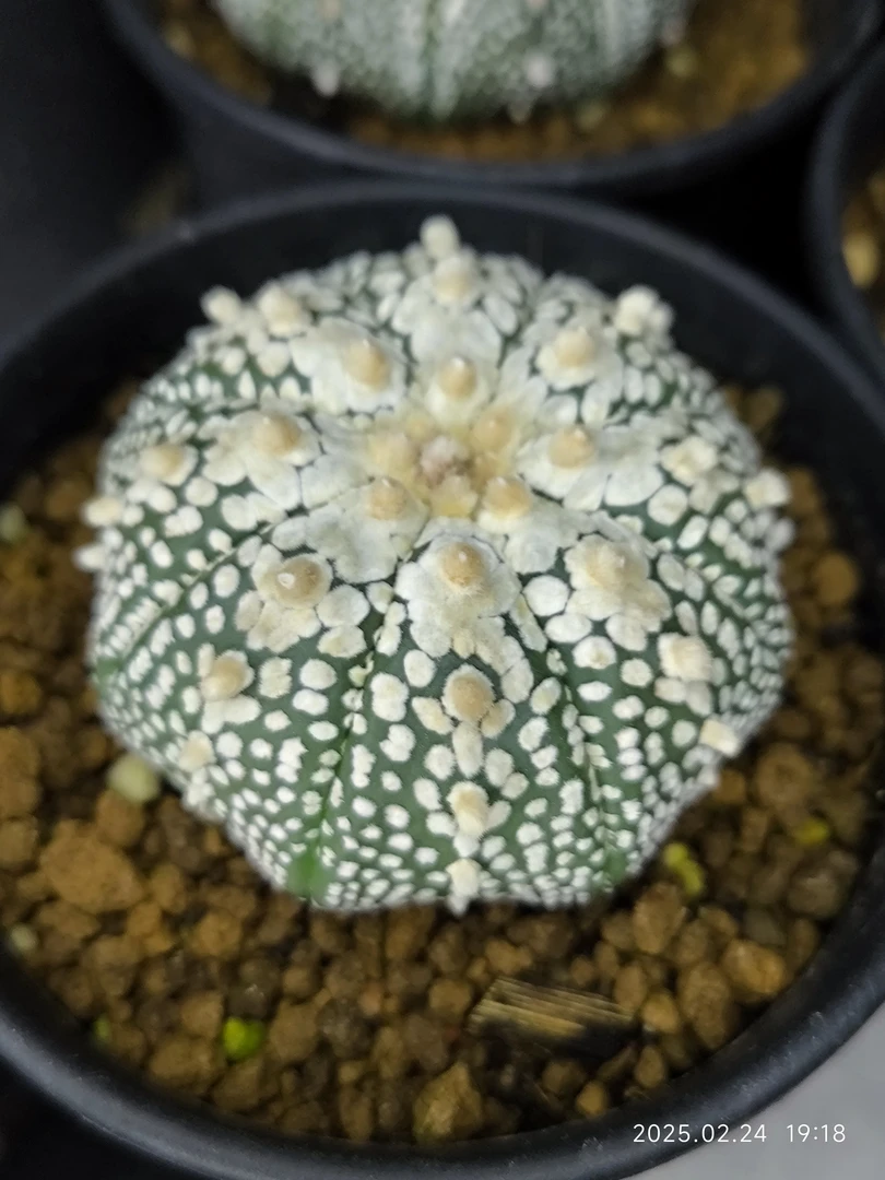 植男奇迹兜实生苗