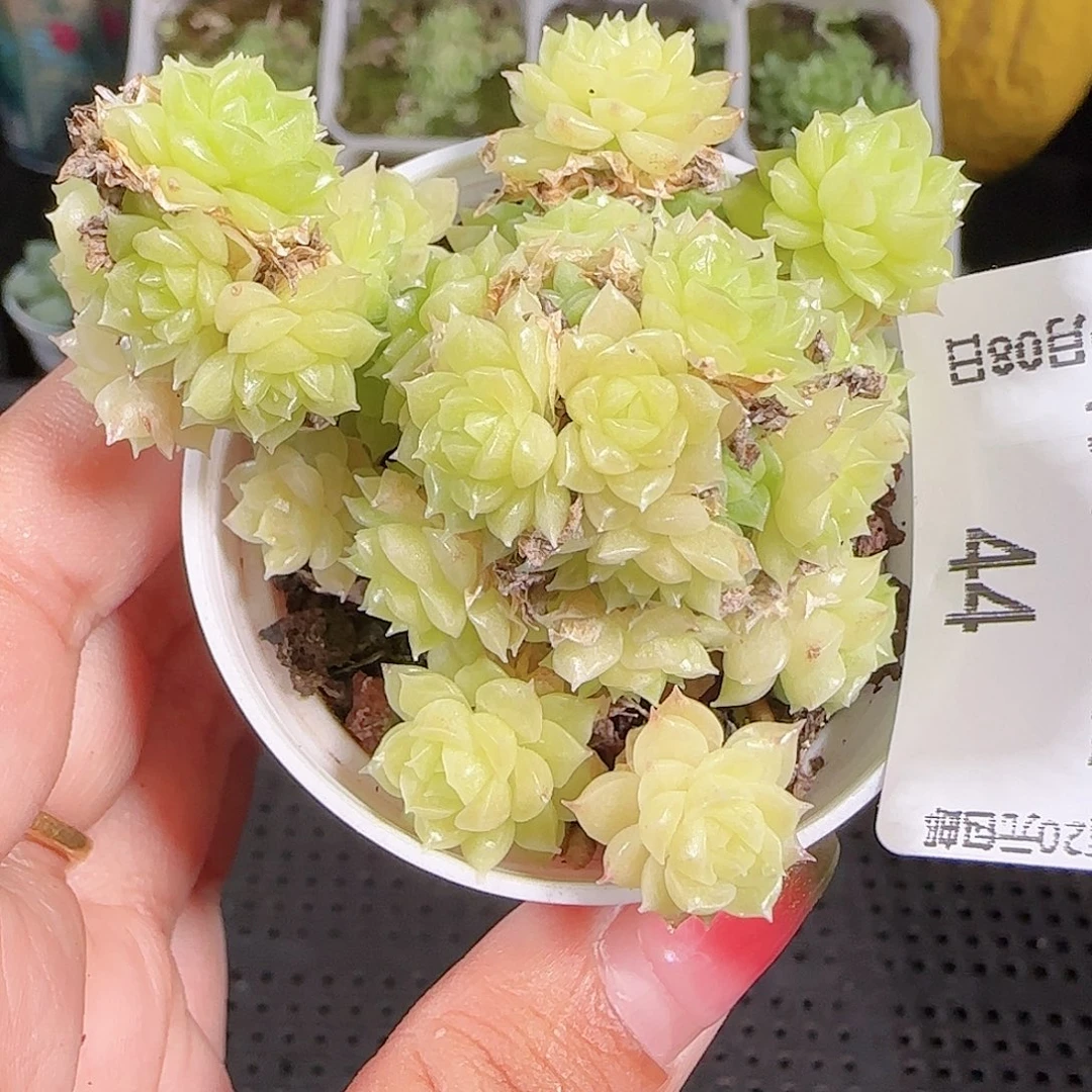 0908-44麦秆优选不包整