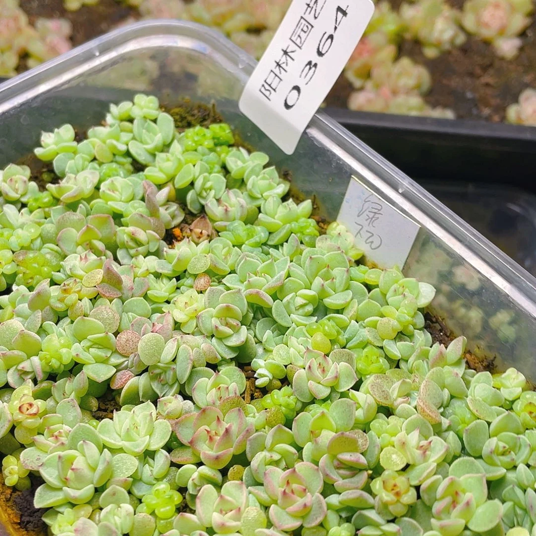 ·***№多肉植物多肉植物364