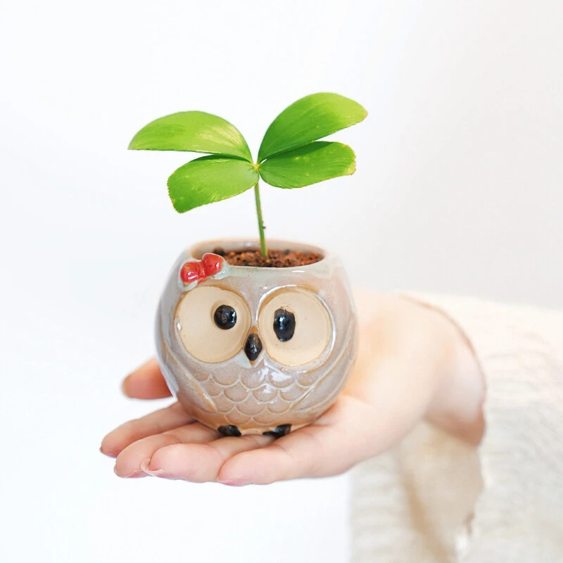 墨西哥铁创意猫头鹰盆可爱高档小朋友绿植物室内桌面办公桌好养