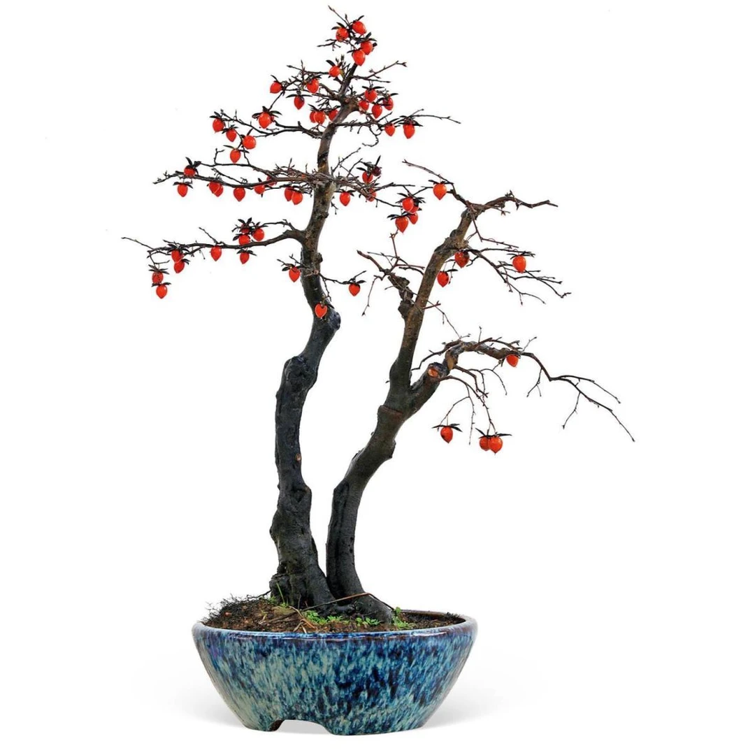 老鸦柿熟桩成品盆景绿植室内观赏植物