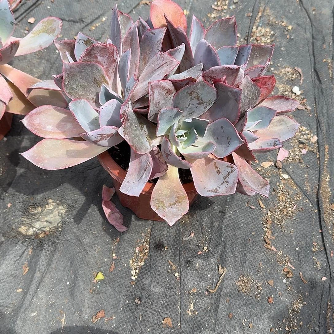 ****大号晚霞多肉植物