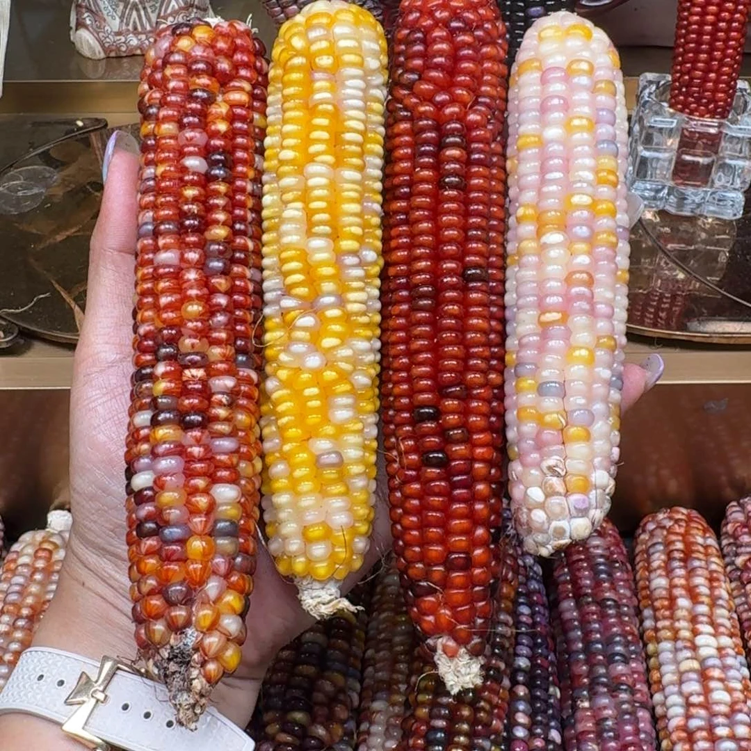 L***。柏香籽/百香籽吊坠