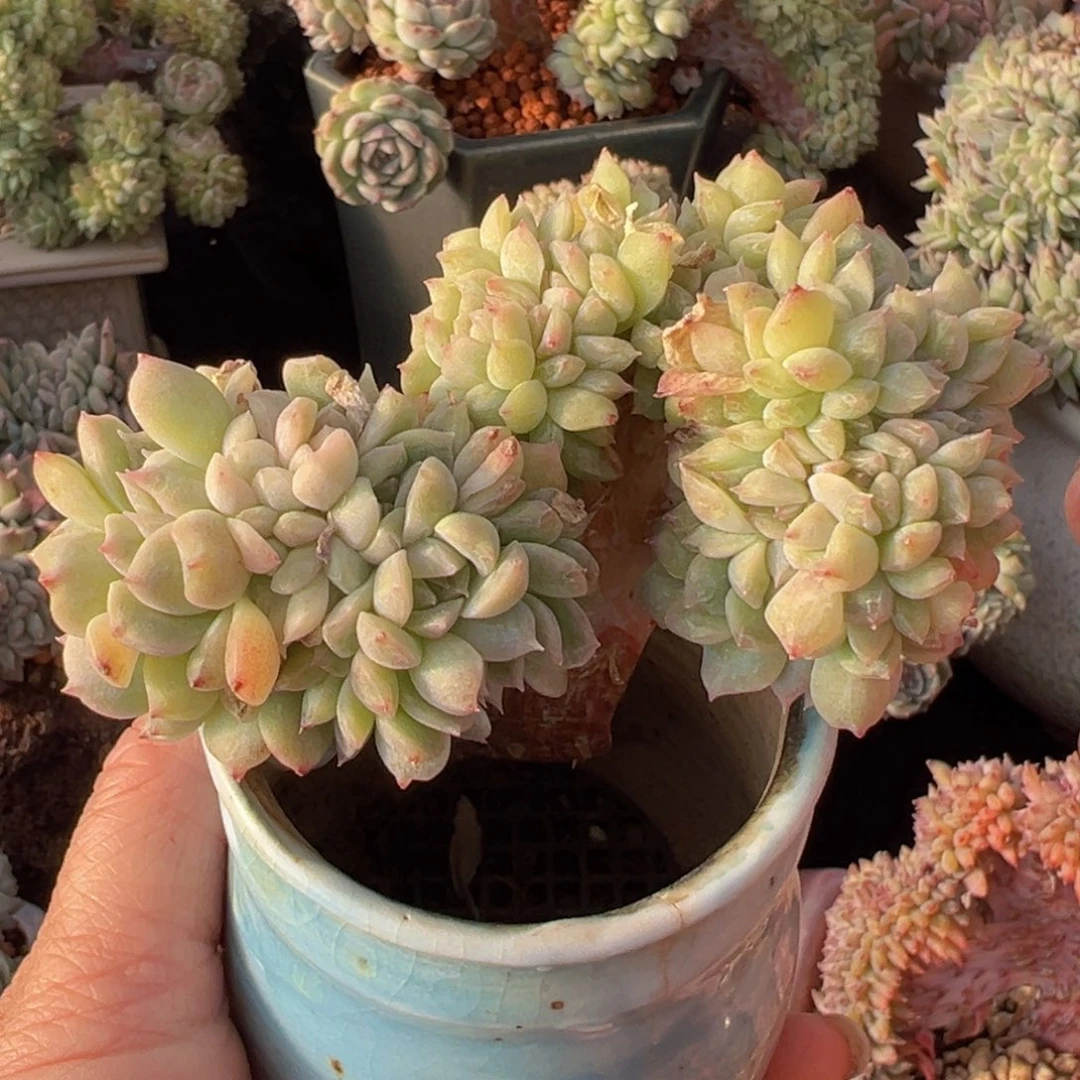 新年快乐啊宝宝88888888