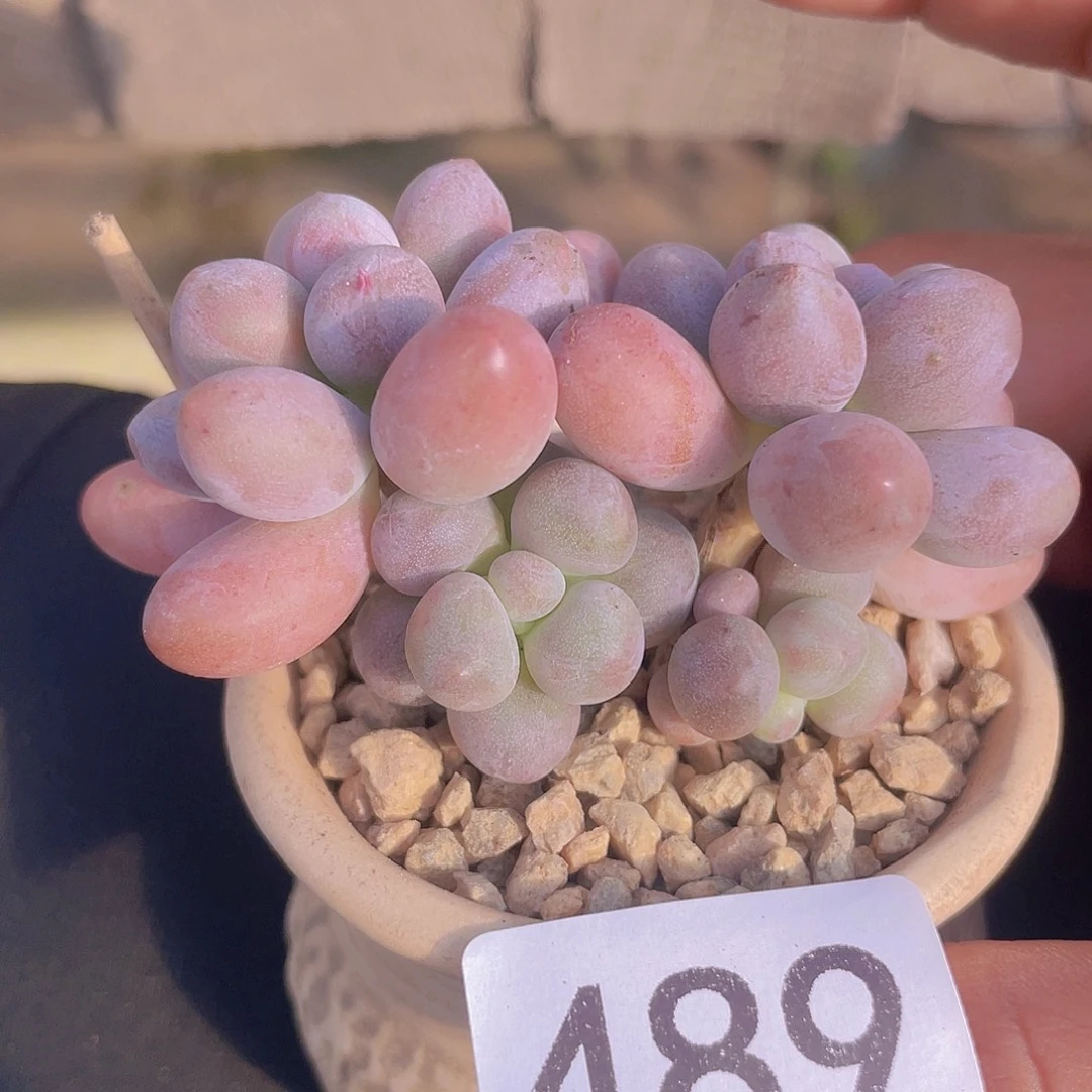 奶尖多肉植物多肉