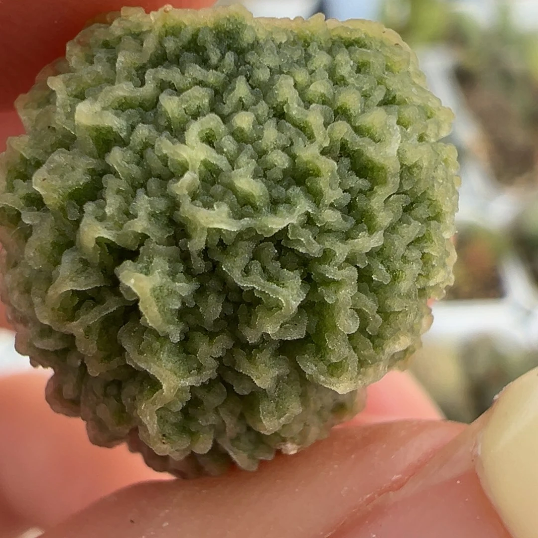 盲盒叶子多肉植物水泡