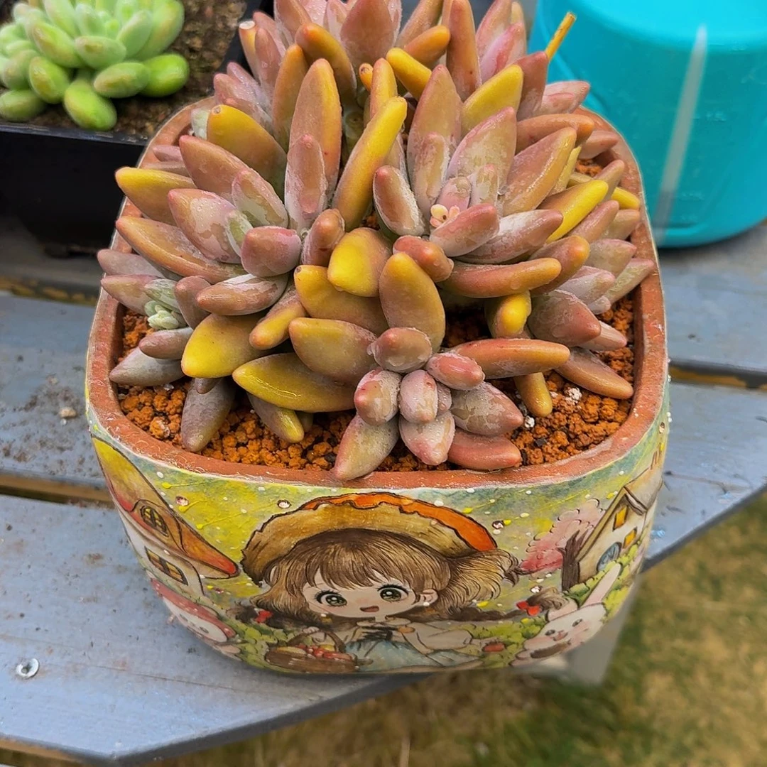 企鹅一颗带盆竞拍