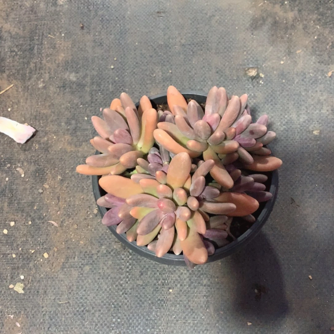 多肉植物多肉植物糖果