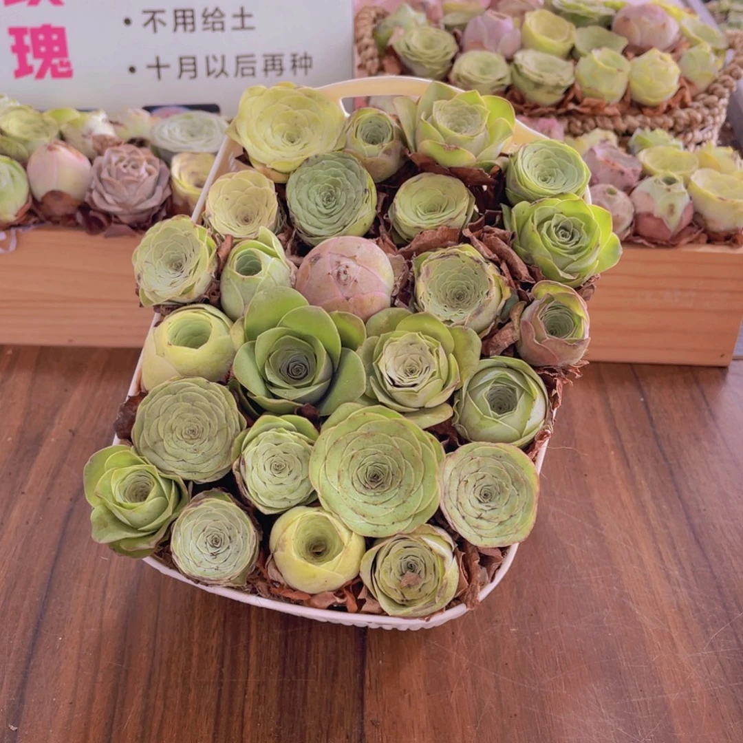 保底25颗以上量拍➕大花篮888888