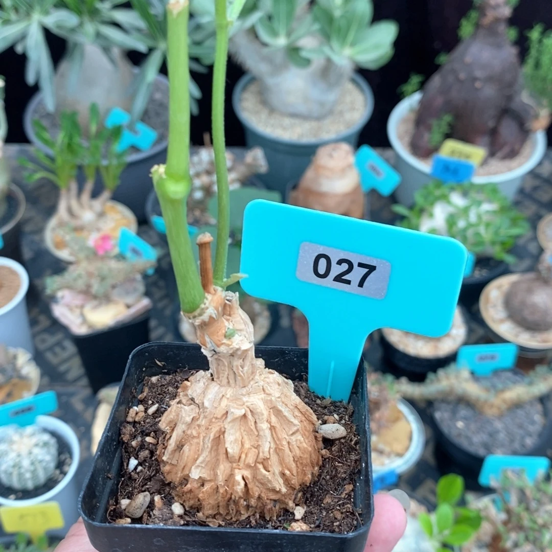 龟甲罗摩多肉植物