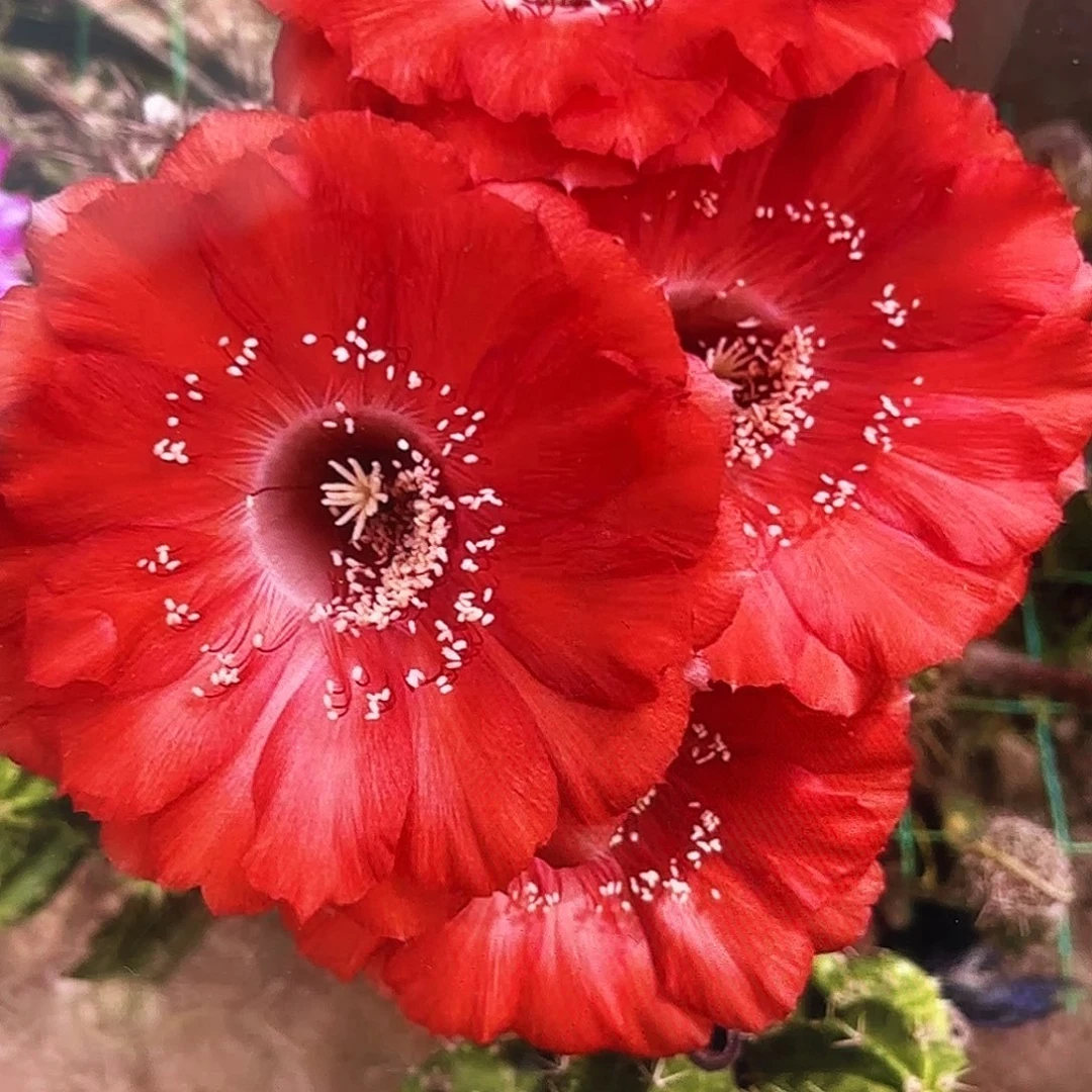 哈哪雷彩侧牙20包邮