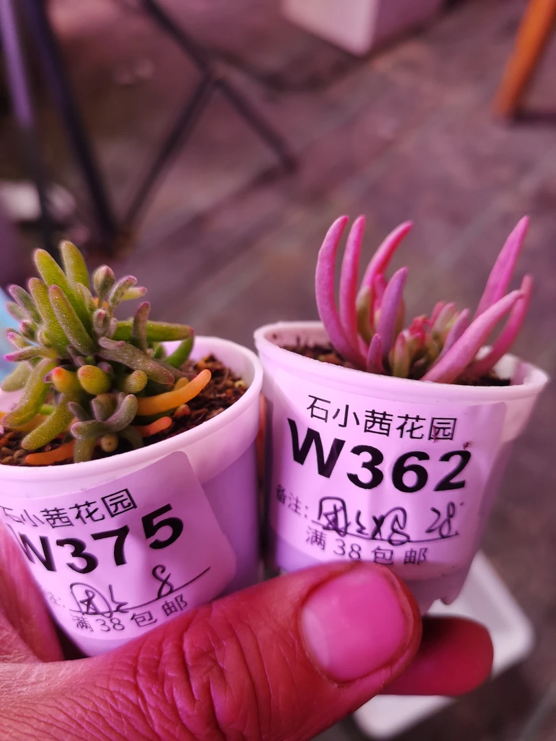 团团妈-彩虹卷冰花锦-枝干番杏多肉植物