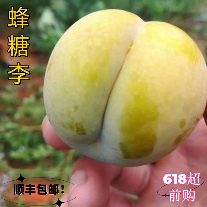 贵州正宗六马青脆脱骨蜂糖李当季新鲜现摘水果脆甜多汁