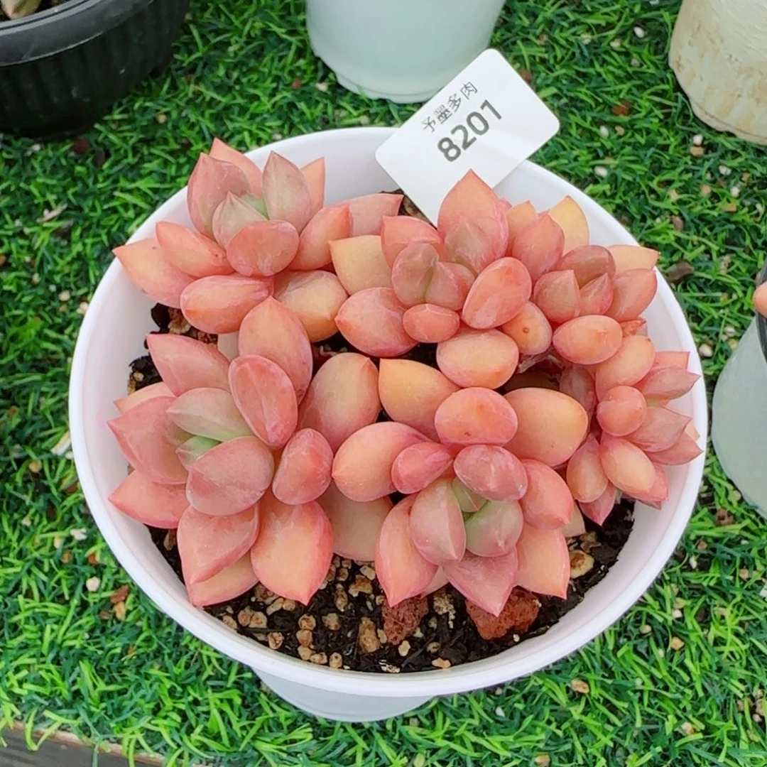 桃花源小树缀，8201多肉植物