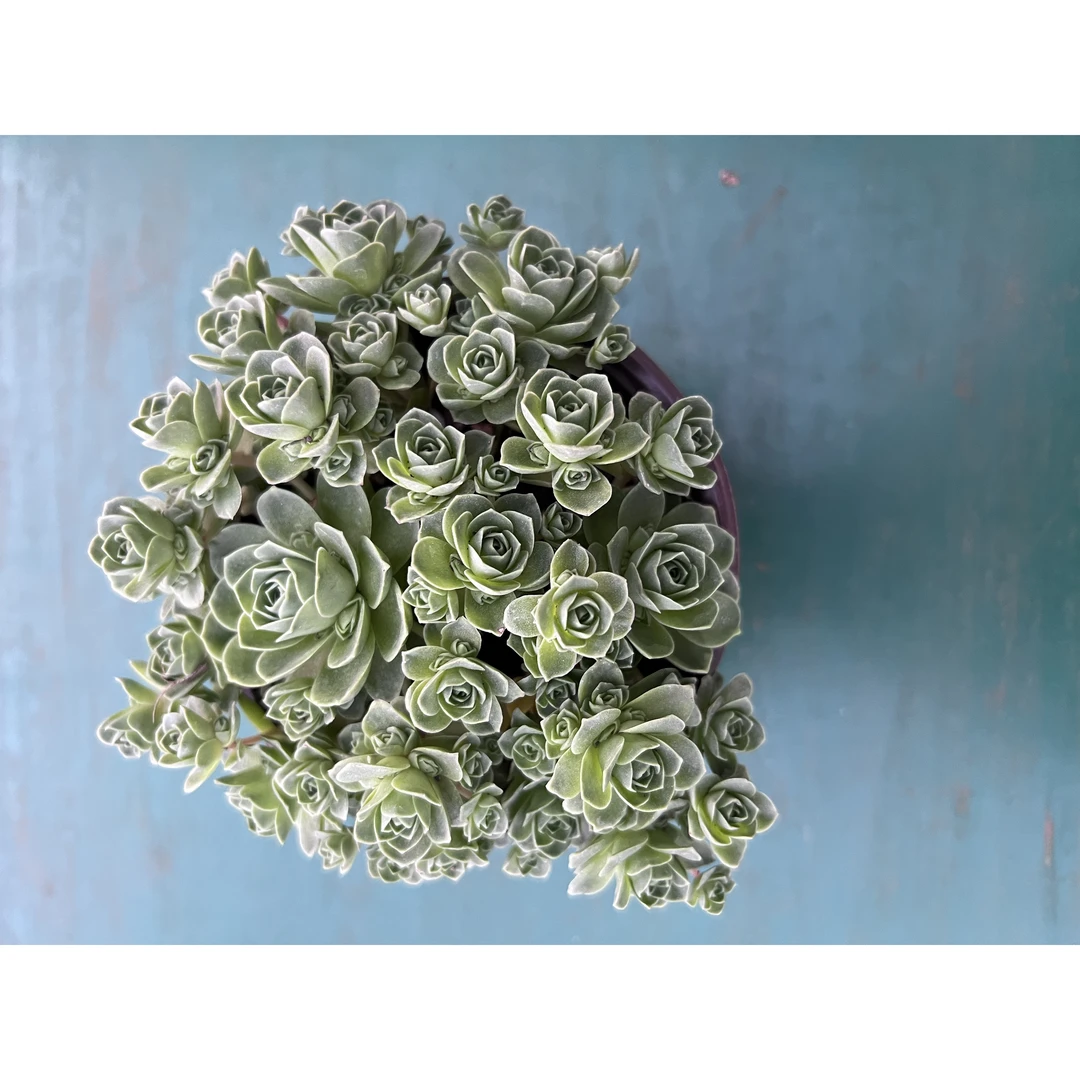 王小二多肉山地玫瑰12杯冠幅10-12厘米多肉植物带基地原盆原土发