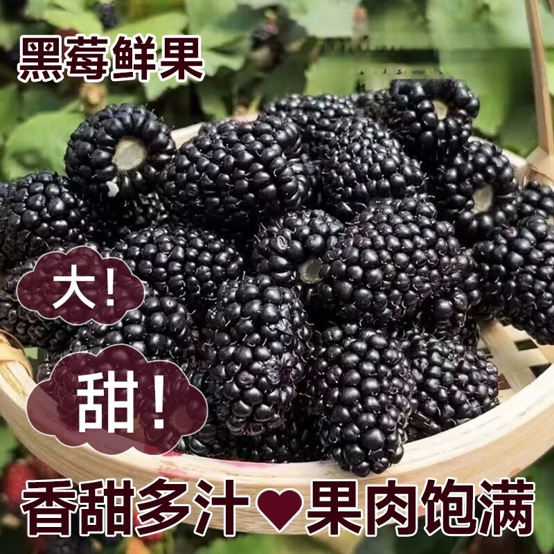 黑莓鲜果新鲜水果覆盆子稀有热带黑树莓2当季整箱4顺丰包邮