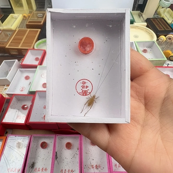 黄锡奇大黄蛉全品1只…………