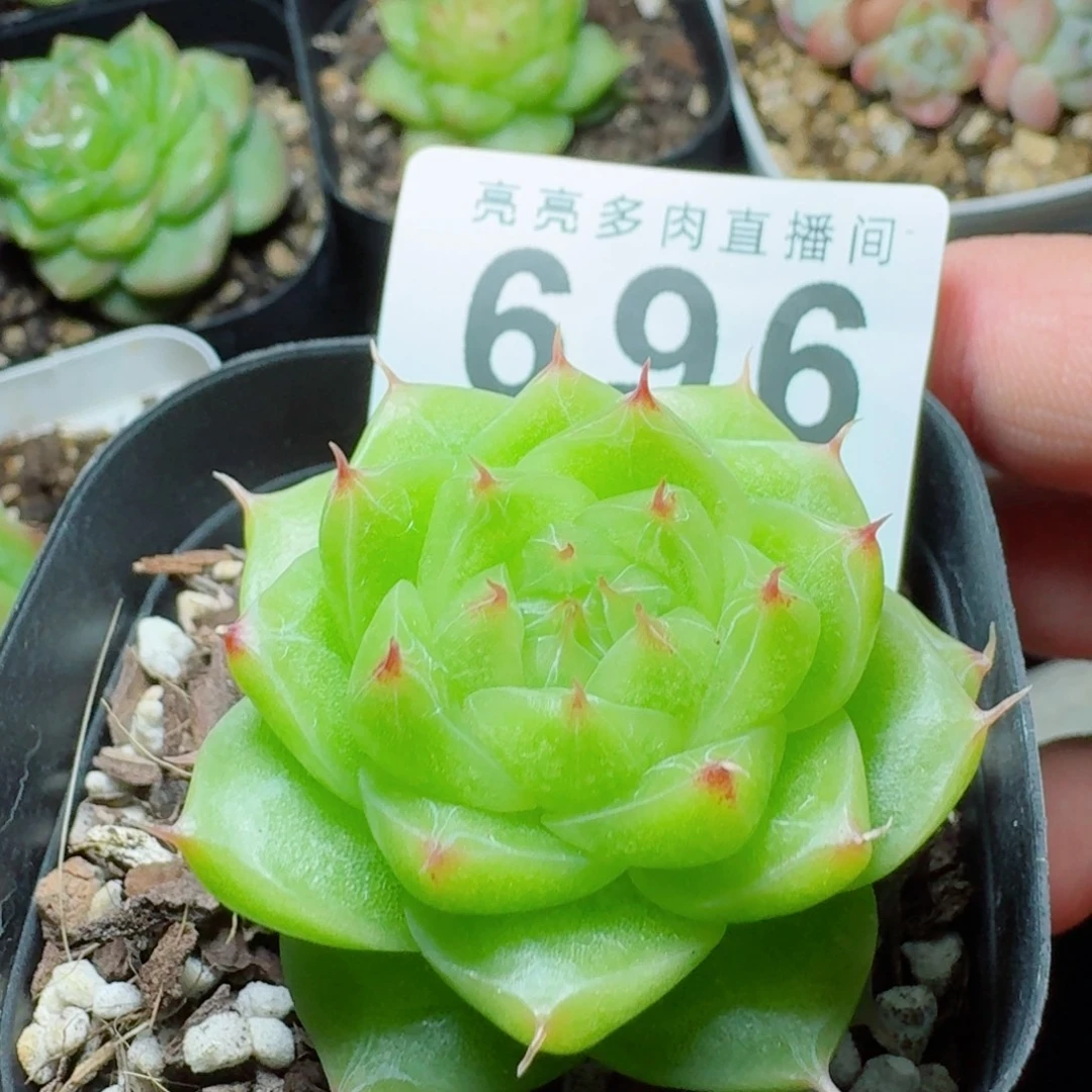 睫毛精            精美多肉植物