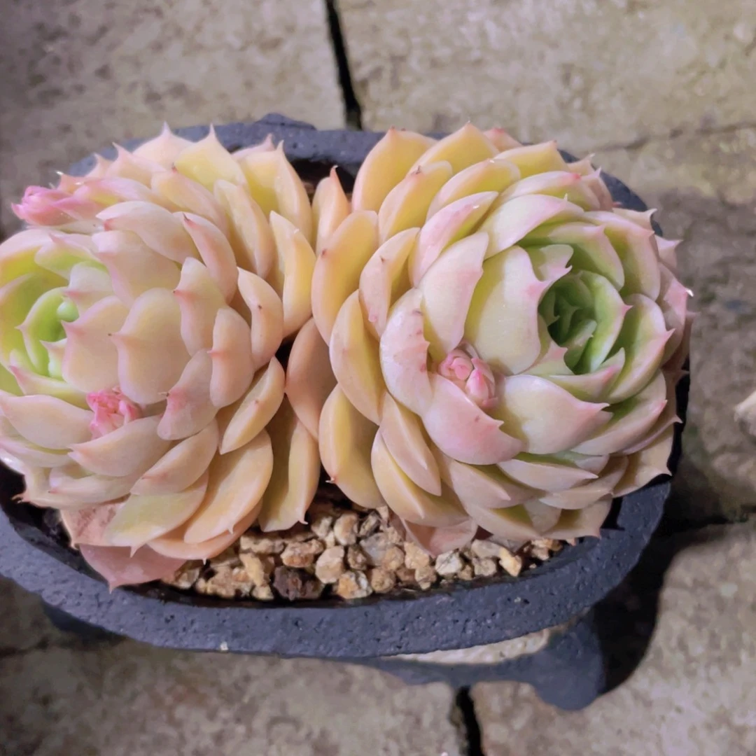 多肉植物多肉植物