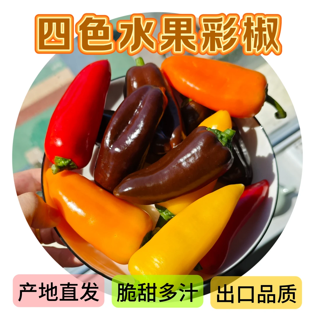 【现采现摘】新鲜采摘蔬菜水果椒健身沙拉四色迷你甜椒小彩椒
