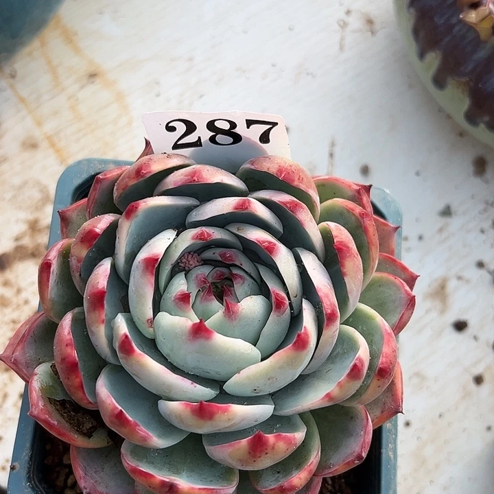 惊鸿惊鸿惊鸿287叶展12默认裸根发货