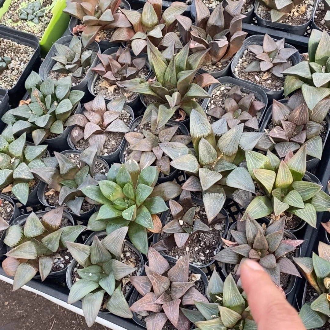 2020 一盆实生大寿 周末整点福利