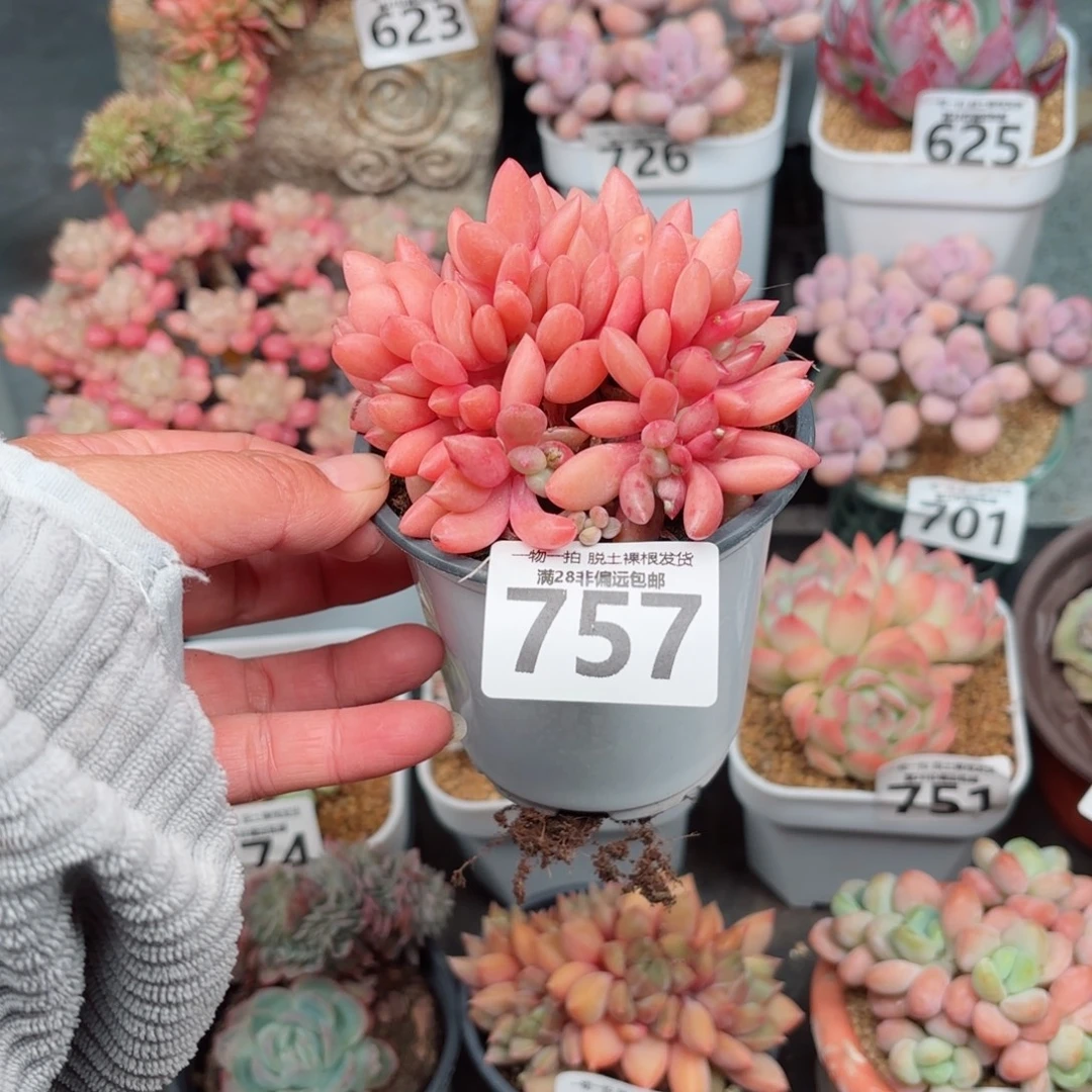 小****桃花源缀化无盆土发货