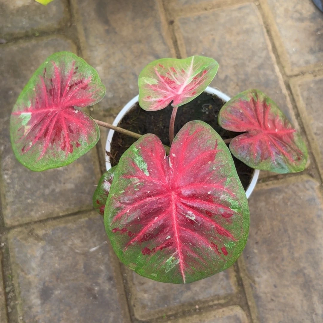 泰国彩叶芋91-1119