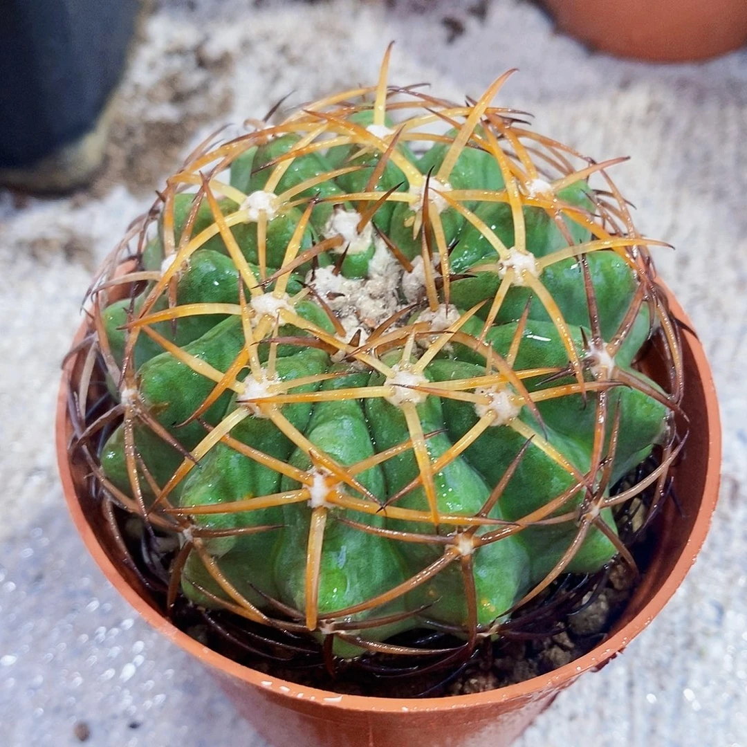 完全开放金刺园盘11111111111111个